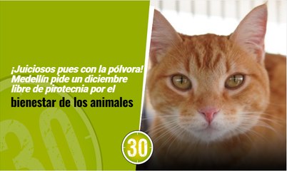 ¡Juiciosos pues con la pólvora! Medellín pide un diciembre libre de pirotecnia por el bienestar de los animales