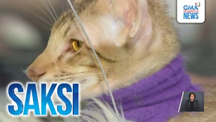 Co-working space na maraming pusa, patok sa mga guest na cat lover | Saksi