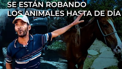 Se están robando los animales hasta de día