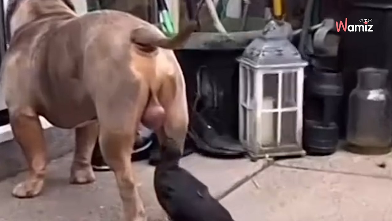 Un oiseau s'en prend aux testicules d'un chien et en subit les conséquences (Vidéo)