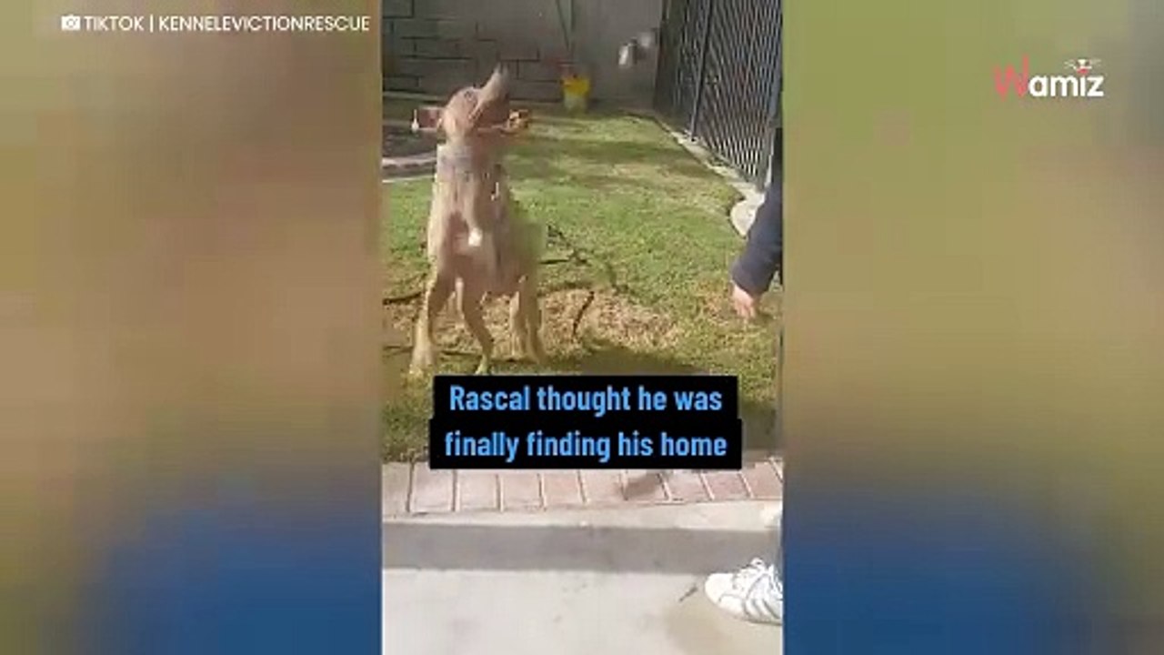 Après deux ans, un chien est enfin adopté : il est de nouveau abandonné quelques jours plus tard