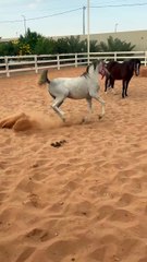 Horses sounds
