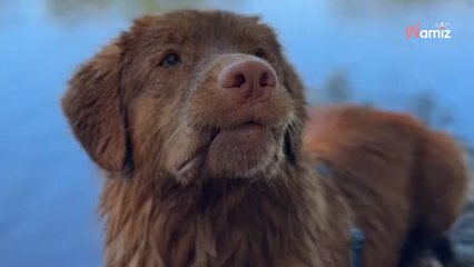Elle jette un bâton à l'eau à son chien : 766K internautes sont stupéfaits par sa réaction (vidéo)