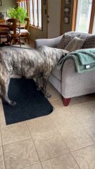 English Mastiff lays her head on the couch until owner moves the pillows for her!