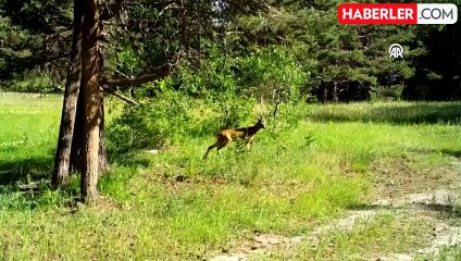 Sarıkamış Ormanlarında Yaban Hayvanları 18 Yıldır İzleniyor