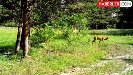 Sarıkamış Ormanlarında Yaban Hayvanları 18 Yıldır İzleniyor