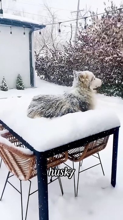 Funny husky Snowfall | JestNest
