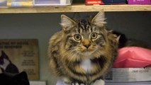 Herne Bay cat cafe calls on customers to support furry friend