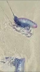 Águas-vivas invadem praias do litoral de SC e deixam mais de 40 banhistas com lesões