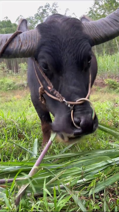 In the season of eating sugar cane, rural buffalo. sugarcane buffalo innocence newton eyes