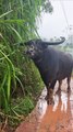 Newton A buffalo eats grass on a rainy day. rainy day innocent eyes buffalo eating grass