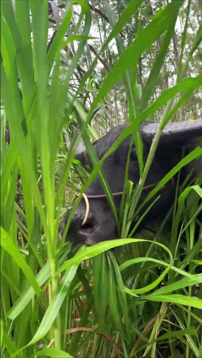 Newton eats grass on a rainy day, buffalo in the field. Grazing buffalo on a rainy day decompresses Newton