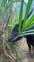 Sugarcane Sugarcane is delicious on rainy days, buffalo in the countryside. rainy day sugarcane buffalo innocence decompression
