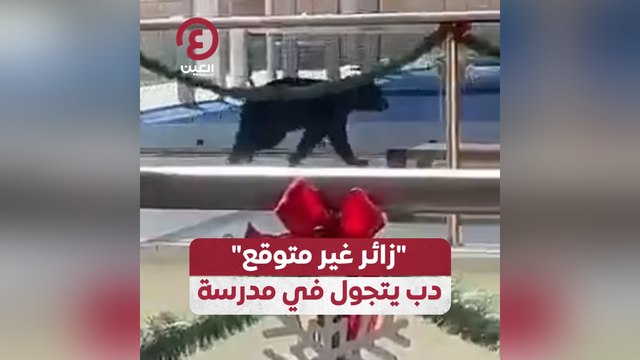 زائر غير متوقع .. دب يتجول في مدرسة
