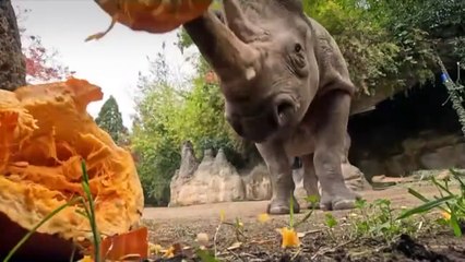 Cute animals feast on Thanksgiving treats at Oregon Zoo