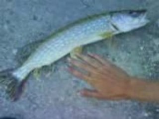 Pêche au brochet de joris