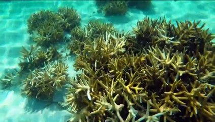 CORAL BLEACHING