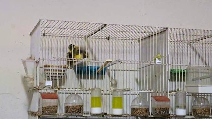 Canario Gloster Pisando a su Pareja 2024