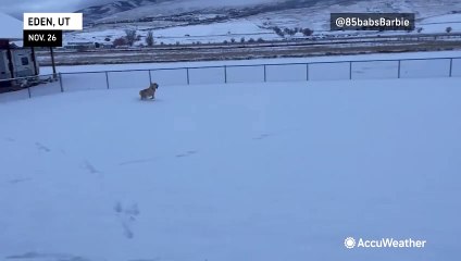 Thanksgiving week brings fun in the snow to dogs across the US