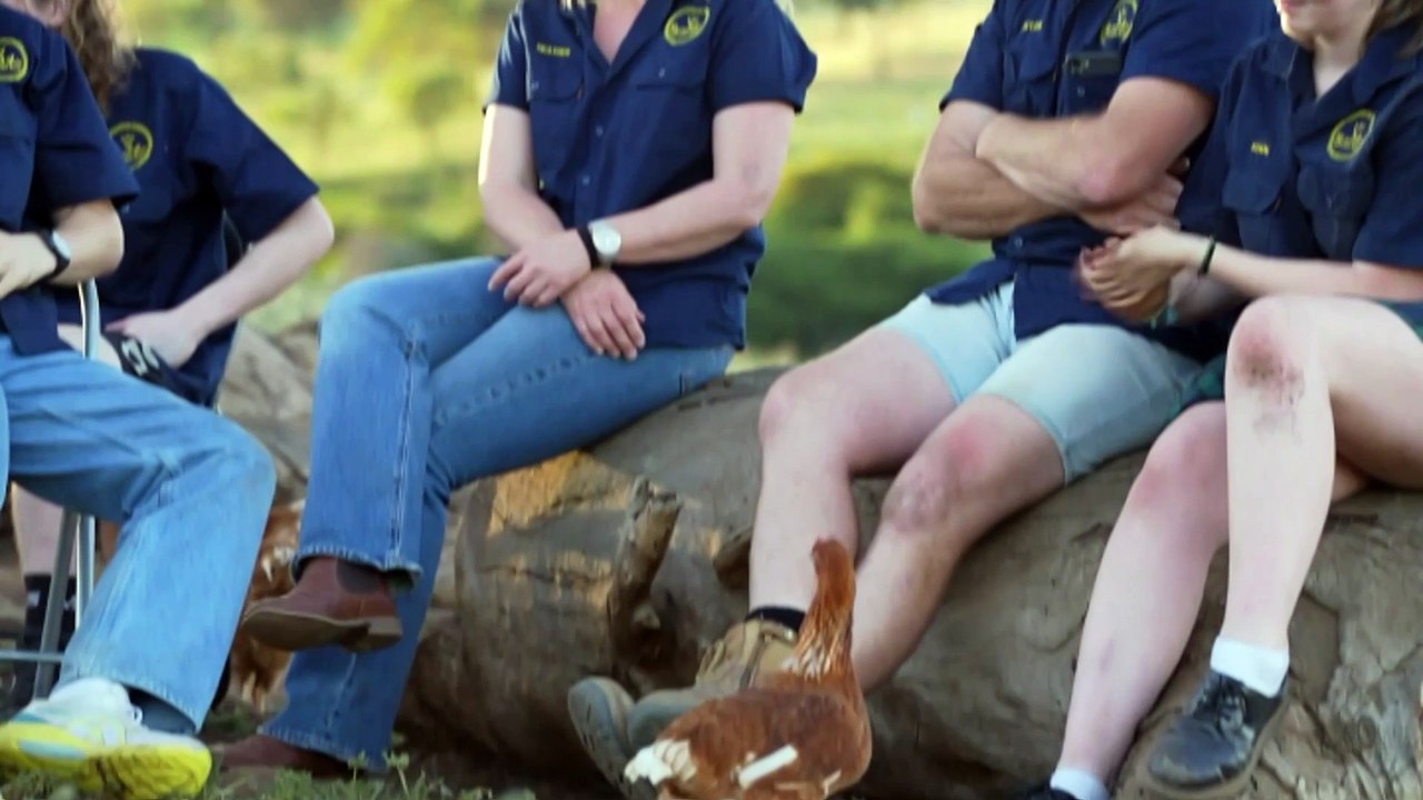 SA chicken farm provides employment for rural Australians with disabilities