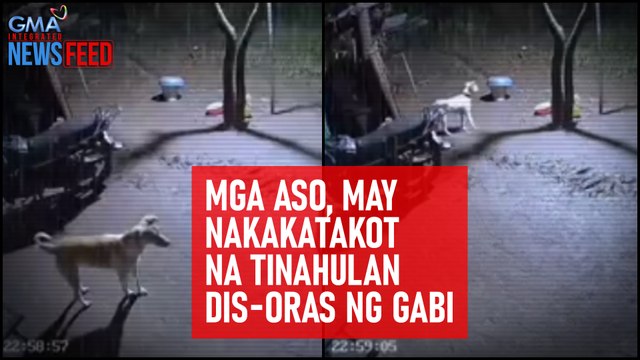 Mga aso, may nakakatakot na tinahulan dis-oras ng gabi | GMA Integrated Newsfeed