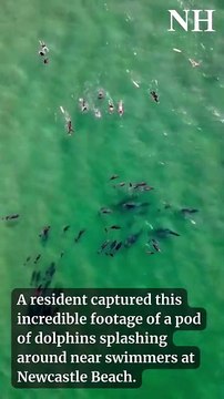 Incredible footage of dolphins and swimmers at Newcastle Beach
