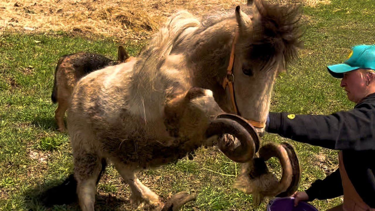 Neglected Pony's Hooves Grew Into Long Spirals