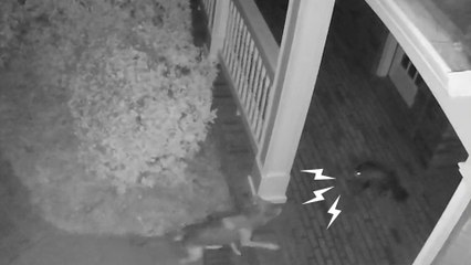 Tiny Stray Kitten Scares Off A Pack Of Coyotes