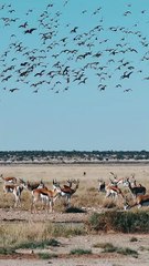 ,,,,,,,Deers and birds,,,,,,, are enjoyment,,,,,,,,