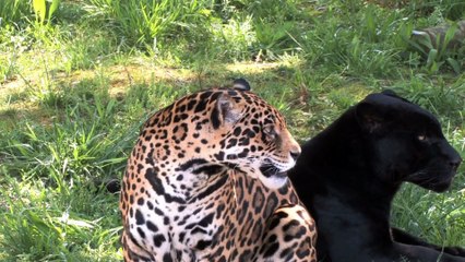 Rüyada Jaguar Görmek Ne Anlama Gelir?