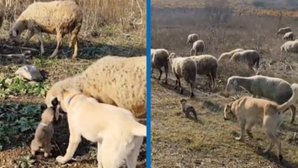 Otobanda terk edilen yavru köpek sahiplenildi: “Doğuştan çoban köpeği çıktı”