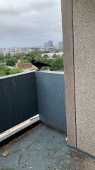 #Crow Hesitates, Then Snag Crunchy Toasted Bread!