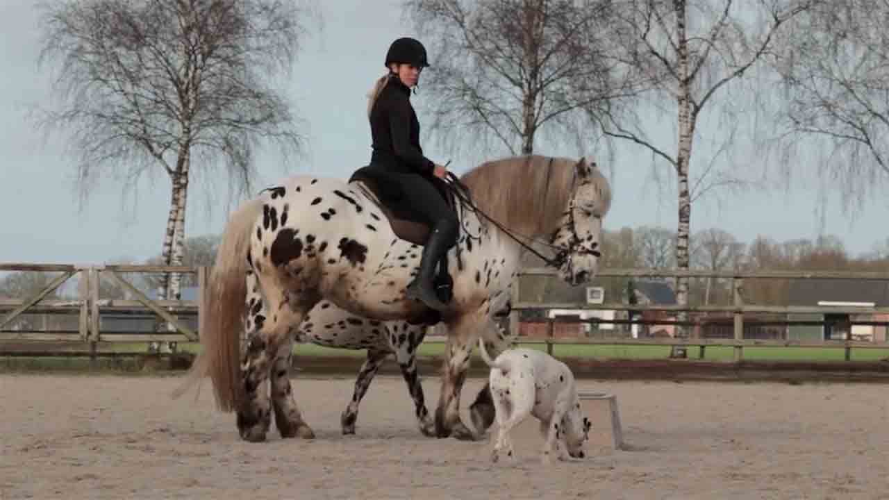 Viraalivideo: Dalmatialainen, poni ja hevonen – internetin suloisin trio
