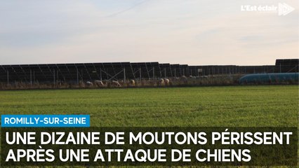 Une semaine d’angoisse pour la propriétaire du chien qui a attaqué les moutons à Romilly-sur-Seine