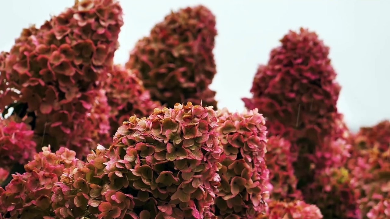 Surah Yaseen Ki Tilawat l Surah Yaseen Recitation l Beautiful Tilawat l Surah Yaseen Recitation lsurah yaseen recitation beautiful l Surah Yasin Recitation l Lofi Quran Recitation For Sleep l Surah Yasin  (5)