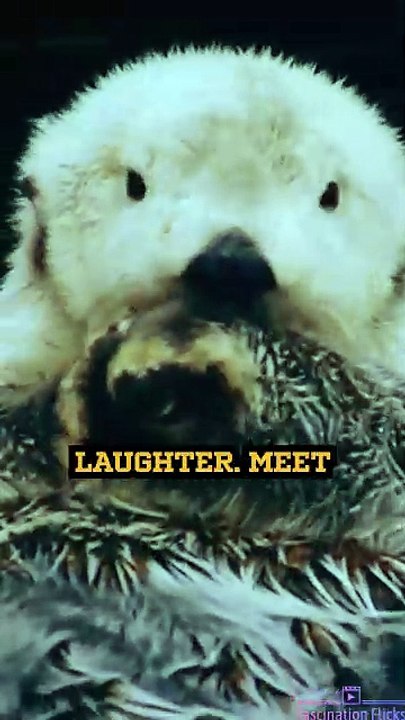 The Playful World of Otters!