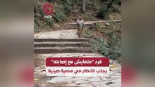قرد متعايش مع إصابته يجذب الأنظار في محمية صينية