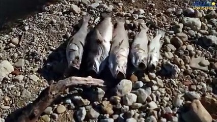Il video del disastro ambientale nel fiume di Palma