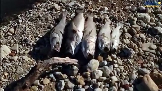 Il video del disastro ambientale nel fiume di Palma