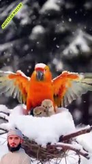 surah yaseen 15 create #shorts #viralvideo #shortsvideo #shortfeed #NatureInspiredByQuran #bird