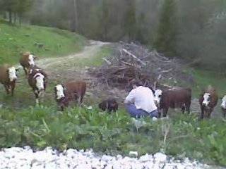 Byron regarde les vaches