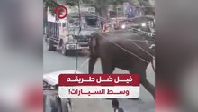 فيل ضل طريقه وسط السيارات!