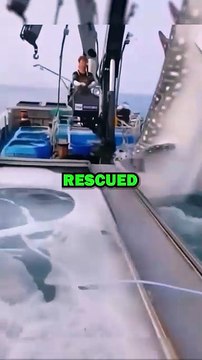 RESCUING WHALE SHARK! #animals #animalstories #pets #animalrescue #cute #cuteanimals #natureglobal