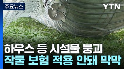 "어디서부터 손대야 할지"...복구 막막한 충북 음성 화훼 단지 / YTN