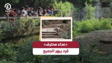 «عداء محترف» قرد يبهر الجميع