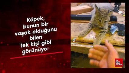 Köpek, bunun bir vaşak olduğunu bilen tek kişi gibi görünüyor