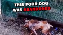 SAVING DYING DOG! #animals #animalstories #pets #animalrescue #cute #cuteanimals #natureglobal