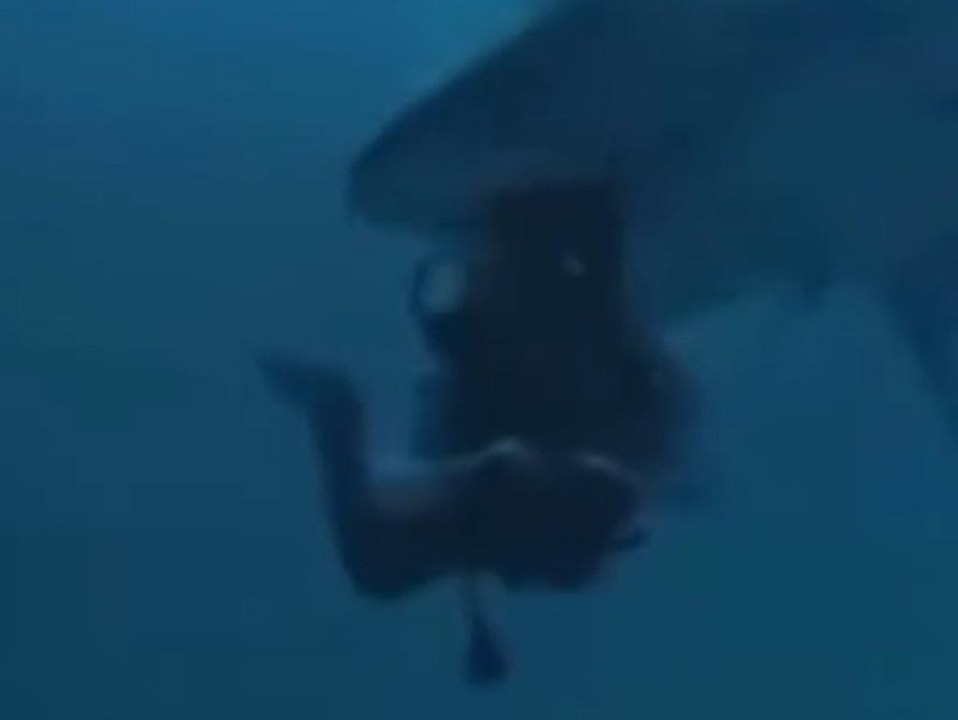 Horror-tauchgang: tigerhai beißt tourist in den kopf