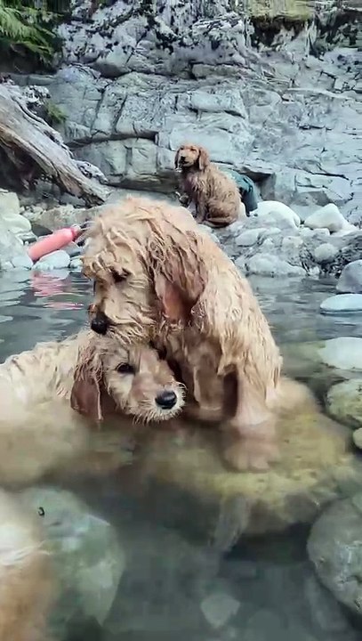 Goldendoodle puppies are enjoying the hot springs with owners!