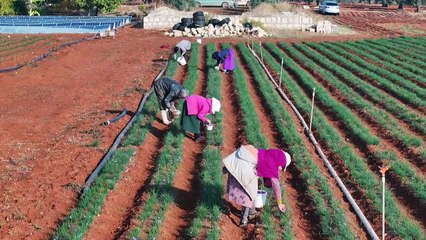 Syrians pick saffron flowers in hope of growing their incomes